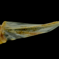 photo of Gilthead seabream basipterygium medial view