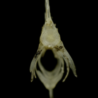 photo of Sandsmelt caudal vertebra anterior view