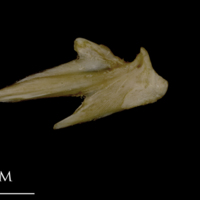 photo of White grouper articular lateral view