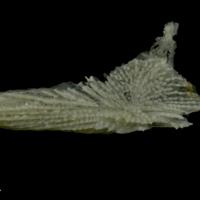 photo of Red gurnard for assessment lateral view