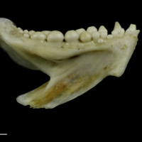 photo of Couch's seabream dentary medial view