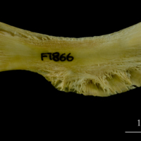 photo of Atlantic cod ceratohyal lateral view