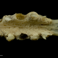 photo of Trout pharyngeal dorsal view