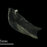 photo of European anchovy opercular lateral view
