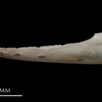 photo of European eel dentary lateral view