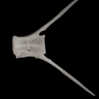 photo of Parrot fish caudal vertebra lateral view