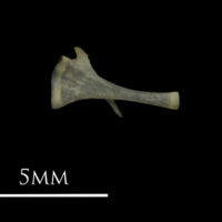 photo of European eel for assessment medial view