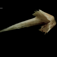 photo of Atlantic halibut vomer dorsal view