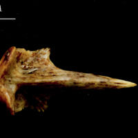 photo of Ballan wrasse vomer ventral view