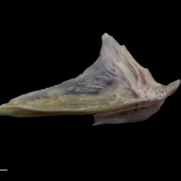 photo of Tub gurnard articular lateral view