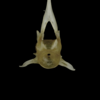 photo of Eelpout precaudal vertebra anterior view