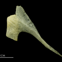 photo of Atlantic mackerel postcleithrum lateral view