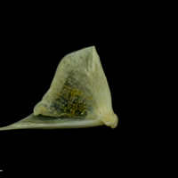 photo of European seabass quadrate medial view