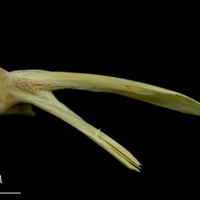 photo of Saithe posttemporal medial view