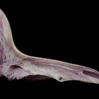 photo of Meagre cleithrum medial view