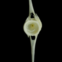 photo of European seabass caudal vertebra posterior view