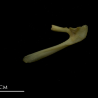 photo of Bib posttemporal lateral view