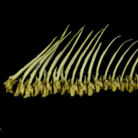 photo of Freshwater bream precaudal vertebra lateral view