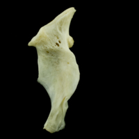 photo of Common carp hyomandibular lateral view