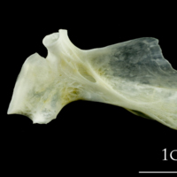 photo of European plaice hyomandibular medial view