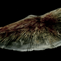 photo of Atlantic halibut subopercular medial view