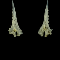 photo of Three-spined stickleback spine anterior view