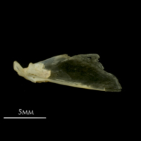 photo of Vendace articular medial view