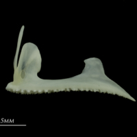 photo of European seabass premaxilla lateral view