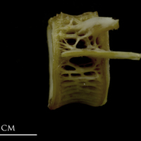 photo of European conger first vertebra lateral view