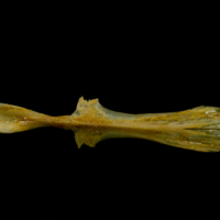 photo of Thinlip grey mullet  parasphenoid ventral view