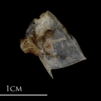 photo of Sea scorpion opercular lateral view