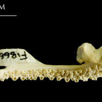 photo of Atlantic cod premaxilla medial view