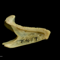 photo of Red seabream dentary medial view