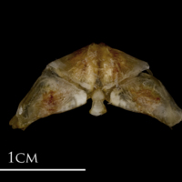 photo of Sea scorpion vomer dorsal view