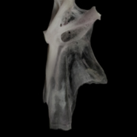 photo of Parrot fish hyomandibular medial view