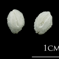 photo of Turbot otolith(s) detail view