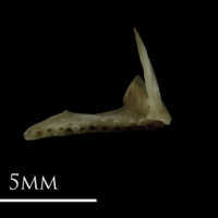 photo of Eelpout premaxilla medial view
