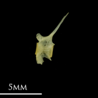 photo of Bullhead precaudal vertebra lateral view