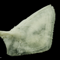 photo of Freshwater bream opercular lateral view