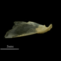 photo of Vendace articular lateral view