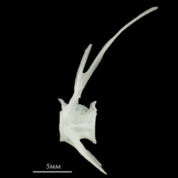 photo of Roach precaudal vertebra lateral view