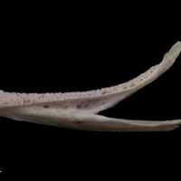 photo of Tub gurnard dentary lateral view