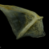 photo of Black seabream opercular medial view