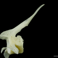 photo of Pollack precaudal vertebra lateral view