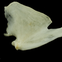 photo of Common carp quadrate lateral view