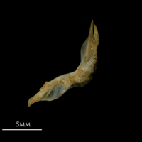 photo of Bullhead cleithrum lateral view