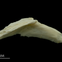 photo of Dragonet preopercular medial view