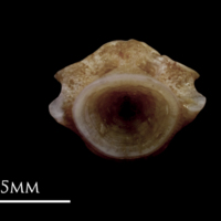photo of Red seabream first vertebra posterior view
