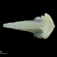 photo of European seabass vomer ventral view