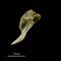 photo of Vendace posttemporal medial view